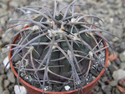 Gymnocalycium spegazzinii VS 120 Capillitas, květináč 5,5 cm - 12409710