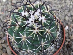 Coryphantha tripugionacantha PP1012 Tepetatita Zac. pot 6,5 cm - 12409716