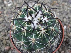 Coryphantha tripugionacantha PP1012 Tepetatita Zac. pot 6,5 cm - 12409718