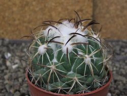 Coryphantha tripugionacantha PP1012 Tepetatita Zac. pot 6,5 cm - 12409722