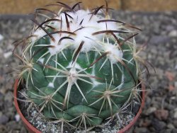 Coryphantha tripugionacantha PP1012 Tepetatita Zac. pot 6,5 cm