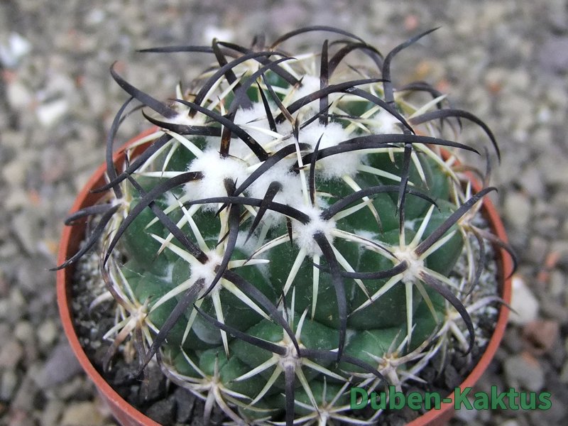 Coryphantha tripugionacantha PP1012 Tepetatita Zac. pot 6,5 cm