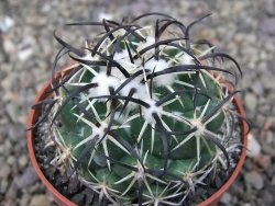 Coryphantha tripugionacantha PP1012 Tepetatita Zac. pot 6,5 cm