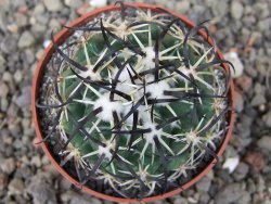 Coryphantha tripugionacantha PP1012 Tepetatita Zac. pot 6,5 cm - 12409725