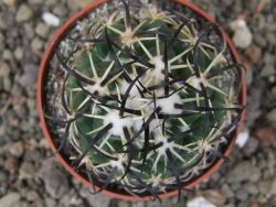 Coryphantha tripugionacantha PP1012 Tepetatita Zac. pot 6,5 cm - 12409726
