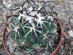 Coryphantha tripugionacantha PP1012 Tepetatita Zac. pot 6,5 cm - 12409730