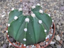 Astrophytum Z Jasenné pot 6,5 cm - 12409732