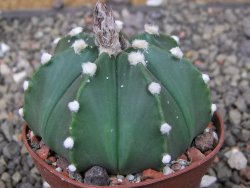 Astrophytum Z Jasenné pot 6,5 cm - 12409735