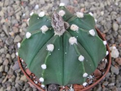 Astrophytum Z Jasenné pot 6,5 cm - 12409736