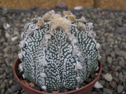 Astrophytum Z Jasenné pot 6,5 cm - 12409739
