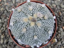 Astrophytum Z Jasenné pot 6,5 cm - 12409751