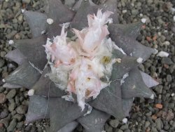 Ariocarpus furfuraceus 9 cm