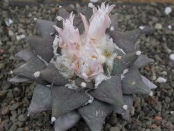 Ariocarpus furfuraceus 9 cm - 12409754