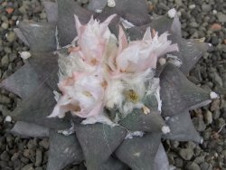 Ariocarpus furfuraceus 9 cm - 12409757