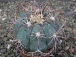 Echinocactus horizonthalonius, pot 5,5 cm