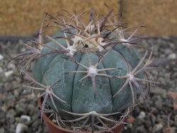 Echinocactus horizonthalonius, pot 5,5 cm - 12409767