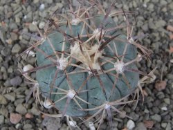 Echinocactus horizonthalonius, pot 5,5 cm - 12409769