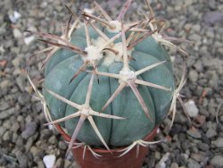 Echinocactus horizonthalonius, pot 5,5 cm - 12409772