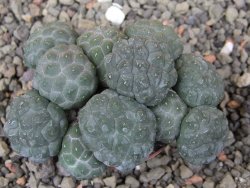 Puna bonniae inermis, pot 5,5 cm