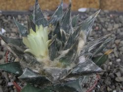 Ariocarpus trigonus minor, pot 7 cm - 12409799