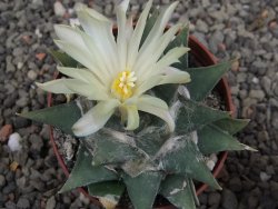 Ariocarpus trigonus minor, pot 7 cm - 12409804