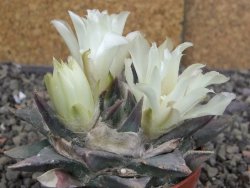 Ariocarpus trigonus minor, pot 7 cm - 12409811