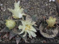 Ariocarpus trigonus minor, pot 7 cm - 12409813