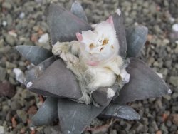 Ariocarpus retusus, pot 5,5 cm cites IA - 12409817