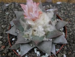 Ariocarpus retusus, pot 9 cm cites IA - 12409823