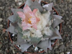 Ariocarpus retusus, pot 9 cm cites IA - 12409826