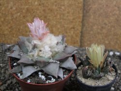 Ariocarpus retusus, pot 9 cm cites IA - 12409827