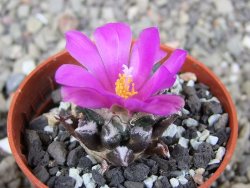 Ariocarpus kotschoubeyanus elephantidens Vista Hermosa pot 5,5 cm - 12409832