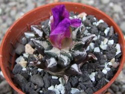 Ariocarpus kotschoubeyanus elephantidens Vista Hermosa pot 5,5 cm - 12409835