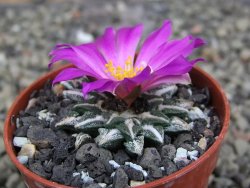 Ariocarpus kotschoubeyanus elephantidens Vista Hermosa pot 5,5 cm - 12409838