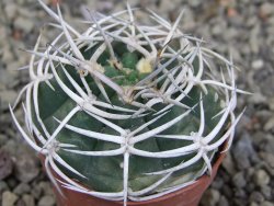 Gymnocalycium pugionacanthum VS52 Anillaco pot 5,5 cm