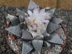Ariocarpus retusus SB 68, 9 cm, cites IA