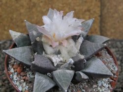 Ariocarpus retusus SB 68, 9 cm, cites IA - 12409854