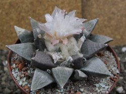 Ariocarpus retusus SB 68, 9 cm, cites IA - 12409857