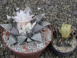 Ariocarpus retusus SB 68, 9 cm, cites IA - 12409860