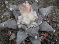 Ariocarpus retusus SB 68, 8 cm, cites IA