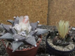 Ariocarpus retusus SB 68, 8 cm, cites IA - 12409867