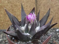 Ariocarpus confusus LH 471 La Escondida, pot 6,5 cm Cites IA - 12409869