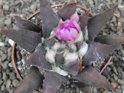 Ariocarpus confusus LH 471 La Escondida, pot 6,5 cm Cites IA - 12409871