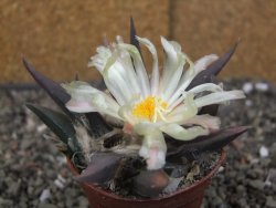 Ariocarpus confusus - trigonus, pot 6,5 cm Cites IA - 12409879