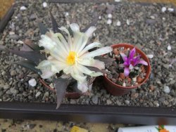 Ariocarpus confusus - trigonus, pot 6,5 cm Cites IA - 12409881