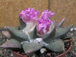 Ariocarpus confusus PP 420 Aramberi NL 10 cm Cites IA - 12409885