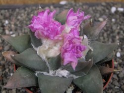 Ariocarpus confusus PP 420 Aramberi NL 10 cm Cites IA - 12409886