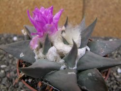 Ariocarpus confusus PP 420 Aramberi NL květináč 8,5 cm Cites IA