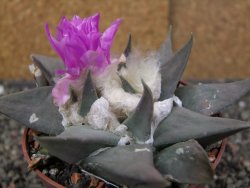 Ariocarpus confusus PP 420 Aramberi NL květináč 8,5 cm Cites IA - 12409892