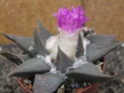 Ariocarpus confusus PP 420 Aramberi NL květináč 8,5 cm Cites IA - 12409893